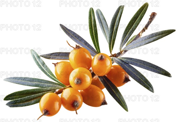 Sea buckthorn isolated on the white. With clipping path