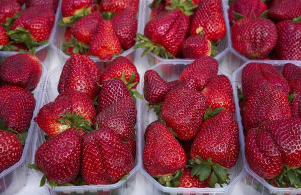 Strawberries in boxes at outdoor market