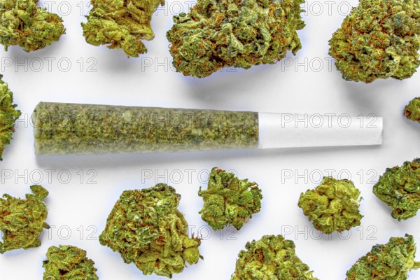 A Pre-Roll Cannabis joint on a white surface with Several cannabis flowers around