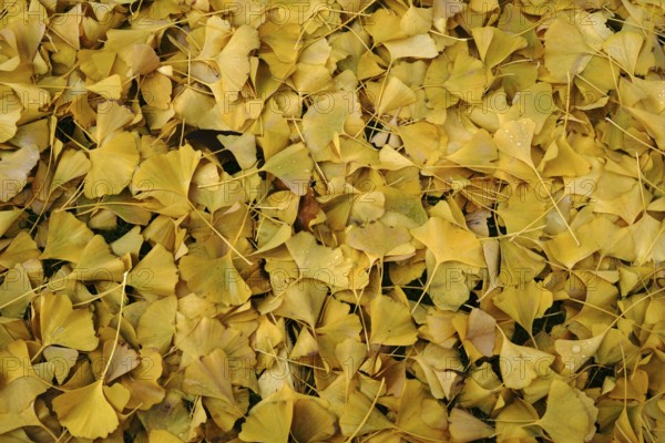 The fallen yellow leaves of a ginkgo tree in autumn