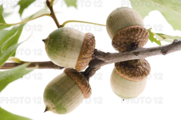 Acorn fruits with leaves isolated on white background, lodz
