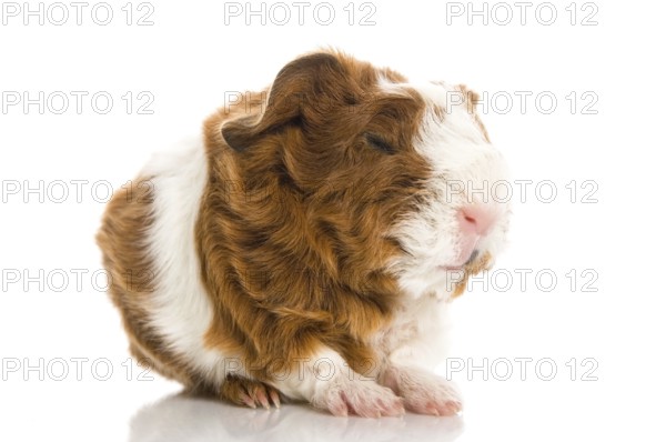 Newborn guinea pig. texel, poland