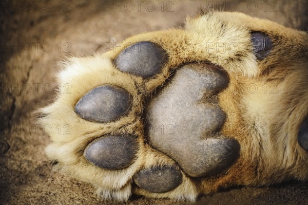 Paw of Lion Showing Pads Varna, Bulgaria, Europe