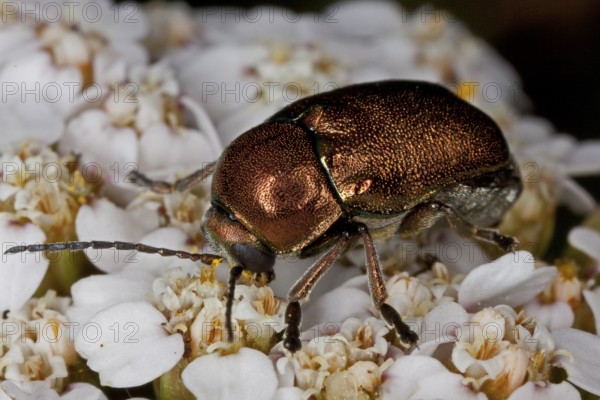 Cryptocephalus aureolus, fall beetle