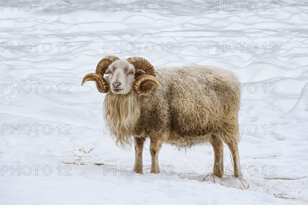Ram on the white snow Eglite, Latvia, Europe