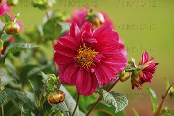 Open red flower of Dahlia Latvia