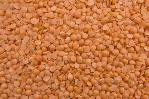 Red Split Lentils in Yellow Bowl, Healthy Legume, Vegan Food, Closeup, Full Frame, Top View