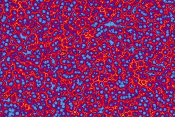 Shape of bacterial cell: cocci, bacilli, spirilla bacteria background