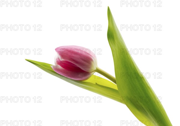 One pink tulip. Isolate on white background
