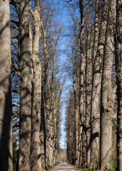 Lindenallee, City of Eutin, Schleswig-Holstein