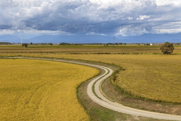 Field path leading through wide yellow feathers under a cloudy sky, Po Plain, Province of Alessandria, Piedmont, Italy, Europe