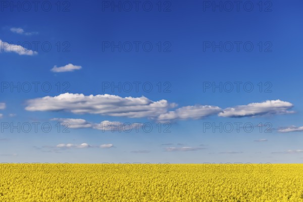 Rape field in bloom against a blue sky with clouds. Landscape near Dornstadt Baden-Württemberg, Germany