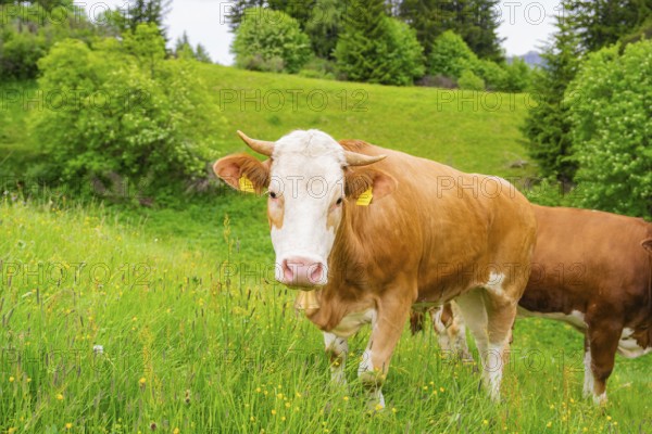 Cow standing on a green meadow with forest in the background, Alpe di Siusi, South Tyrol, Dolomites, Italy
