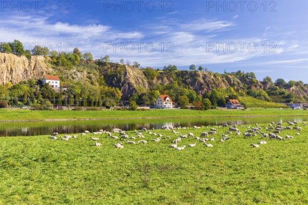 Flock of sheep (ovis) on the Elbe meadow near Meißen opposite Karpfenschänke, Meißen, Saxon Elbland, Saxony, Germany