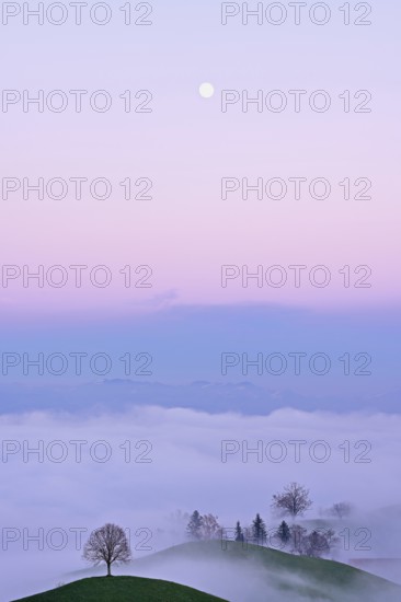 Linden tree (Tilia), in drumlin landscape in the fog, in the light of the blue hour and full moon, Hirzel, Canton Zurich, Switzerland