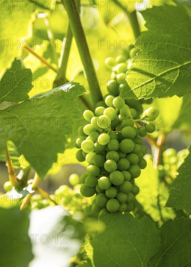 The grapes are growing, Prinz zur Lippe vineyard, Proschwitz, Meissen, Saxony, Germany