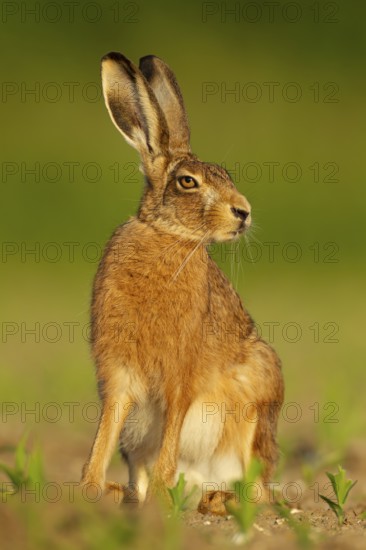 European brown hare (Lepus europaeus) adult animal in a farmland maize crop, Norfolk, England, United Kingdom