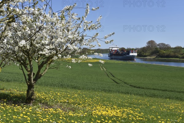 Container ship Beate travelling through the Kiel Canal in spring, NOK, Kiel Canal, Kielcanal, Schleswig-Holstein, Germany