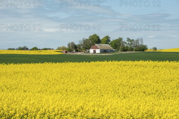 Farm in landscape with flowering rapeseed field and green crops in Sjörup, Ystad municipality, Skåne county, Sweden, Scandinavia