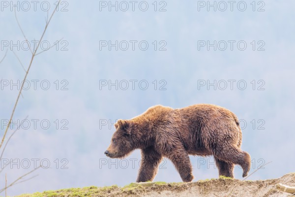 A young male Eurasian brown bear (Ursus arctos arctos) walks across a green meadow in hilly terrain. A forest shrouded in blue haze can be seen behind him