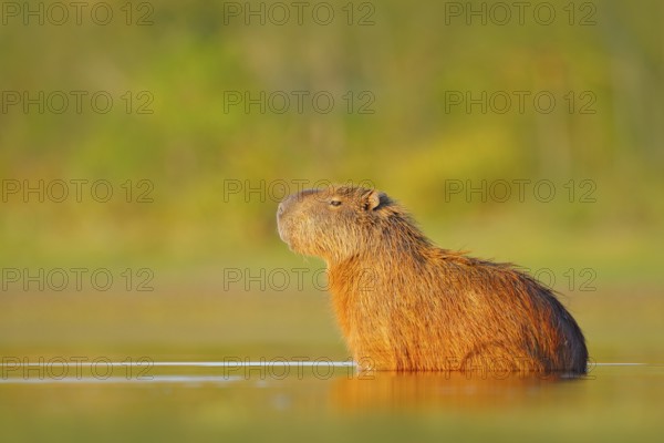 Capybara, Hydrochoerus hydrochaeris, Biggest mouse in water with evening light during sunset, Pantanal, Brazil. Wildlife scene from nature. Wildlife Brazil. Mammal, open muzzle with white tooth