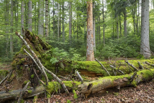 Mixed mountain forest with copper beech (Fagus sylvatica) and spruce (Picea abies), lying deadwood overgrown with moss, Bavarian Forest National Park, Bavaria, Germany