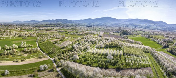 Spring near Sasbach in the Achertal valley in the Ortenau district. Orchards in bloom, the Black Forest in the background. Sasbach, Baden-Württemberg, Germany