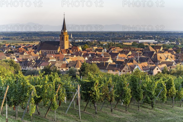 Vineyard in front of the town view Bergheim, Alsace, France