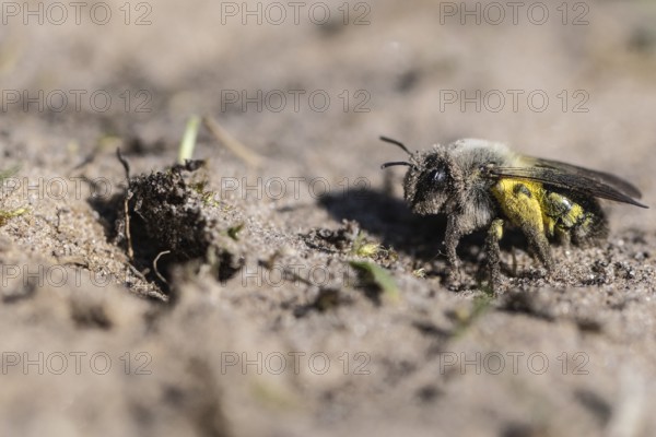Ashy Mining Bee (Andrena cineraria), Emsland, Lower Saxony, Germany
