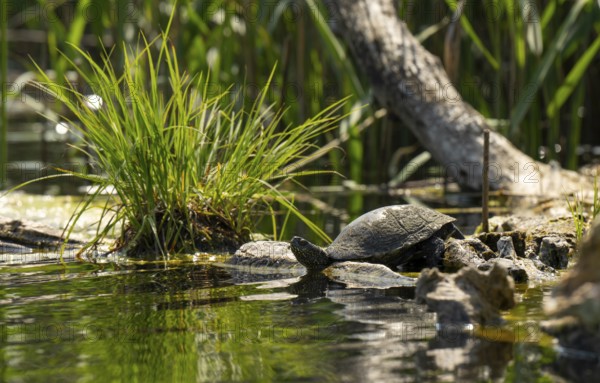 European pond turtle (Emys orbicularis), female, sunbathing, tree trunk, water, Lower Austria