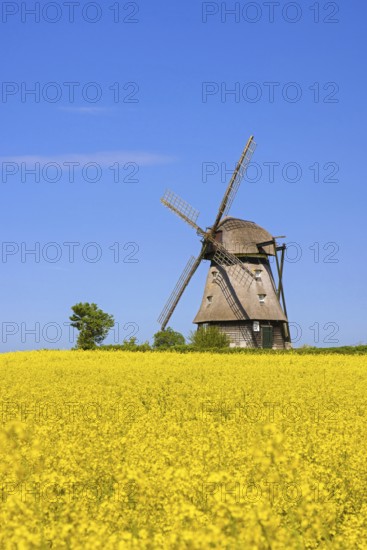 Farver Mühle, Farver windmill, smock mill in flowering rape field at Wangels, municipality in district Ostholstein, Schleswig-Holstein, Germany