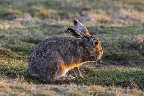 European brown hare (Lepus europaeus) grooming forepaw in field, meadow at sunset in late winter, early spring