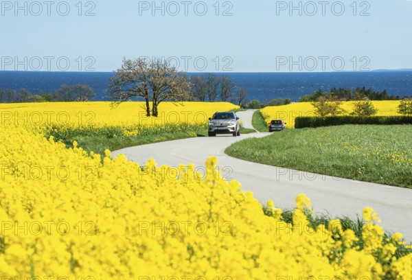 Traffic on curvy country road through blooming rapeseed fields and with the Baltic Sea behind at Brantevik, Simrishamn municipality, Skåne County, Sweden, Scandinavia