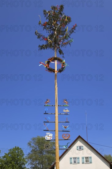 Maypole, customs, symbols of craftsmanship, tradition, decorated fir tree, wreath, ribbons, rear building with light blue shutters, Dapfen community centre, window, Gomadingen, Swabian Alb, Baden-Württemberg, Germany