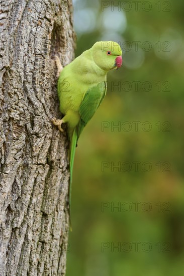 Green collared parakeet (Psittacula krameri), sitting in the nesting hole of a tree, looking attentively, Baden-Württemberg, Germany