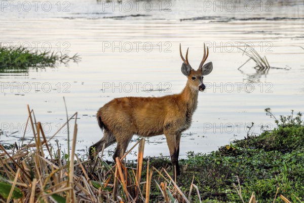 Pampas deer (Ozotoceros bezoarticus), male, in Colonia Carlos Pellegrini, Esteros del Iberá, Province of Corrientes, Argentina