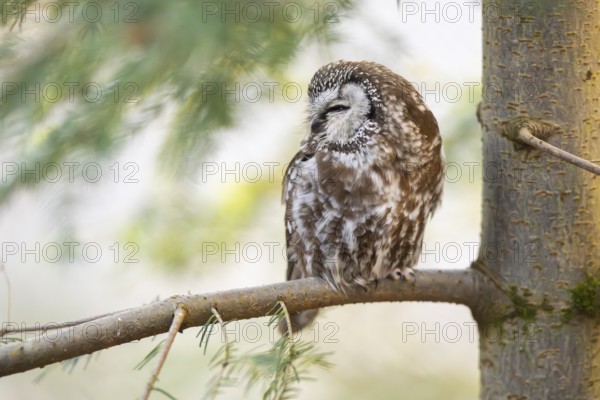 Boreal owl (Aegolius funereus) sitting in a tree in winter, Bavarian Forest Nationalpark, Bavaria, Germany