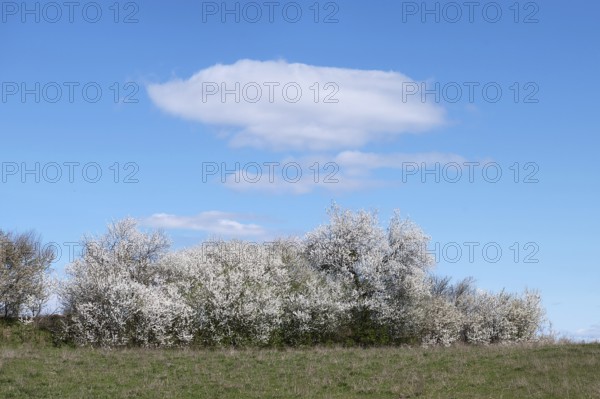 Blooming blackthorn hedge (Prunus spinosa) at a field edge, Schorfheide-Chorin Biosphere Reserve, Brandenburg, Germany