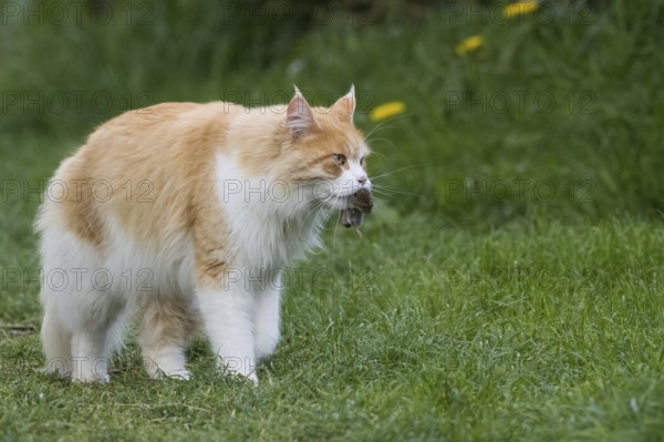A long-haired orange and white domestic cat (Felis catus) carrying prey in its mouth and running through the grass, Hesse, Germany