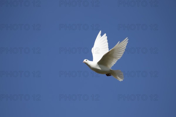 White or Release dove (Columba livia domestica) adult bird in flight, England, United Kingdom