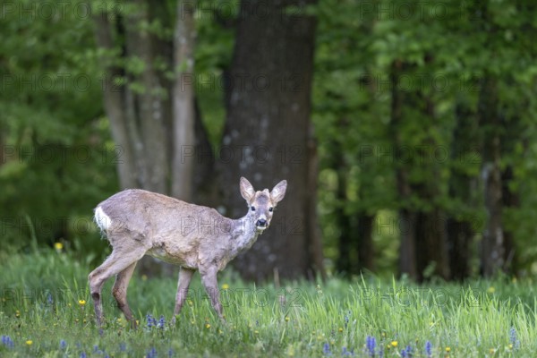 Roe deer (Capreolus capreolus), male young animal, Limbach, Burgenland, Austria