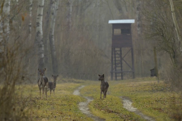 Fallow deer (Dama dama), standing, meadow, high stand, fog, Lower Austria