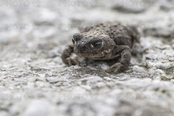 Natterjack toad (Bufo calamita), Emsland, Lower Saxony, Germany