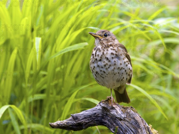 Song thrush (Turdus philomelos) sitting on a branch, Solms, Hesse, Germany