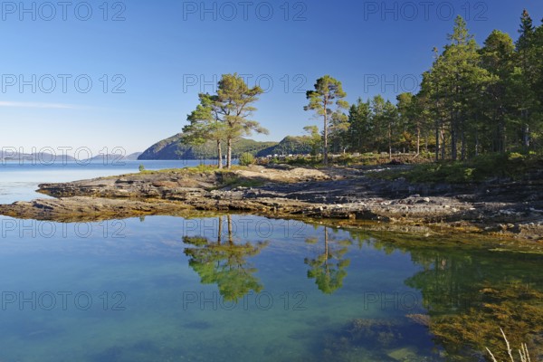 Trees reflected in the clear water of a fjord, mountains, coastal road no 17, Kystriksveien, Nordland, Norway
