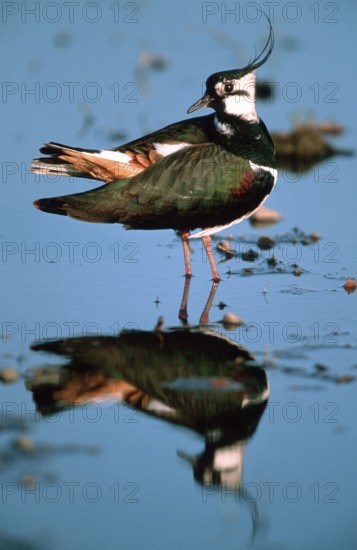 Lapwing, Austria, Northern lapwing (Vanellus vanellus), Lake Neusiedl National Park, Austria