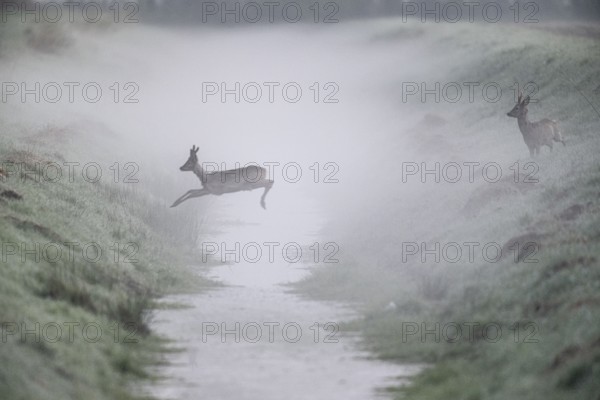 Roe deer (Capreolus capreolus), jumping over a ditch, Emsland, Lower Saxony, Germany