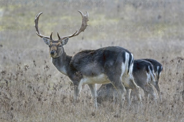 Fallow deer (Dama dama), in the hunter's language Damwil, deer, foraging in early winter, flowering strips, Middle Elbe Biosphere Reserve, Saxony-Anhalt