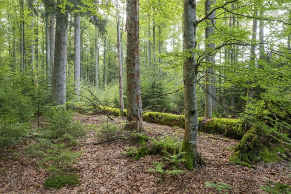 Mixed mountain forest with copper beech (Fagus sylvatica) and spruce (Picea abies), lying deadwood overgrown with moss, Bavarian Forest National Park, Bavaria, Germany