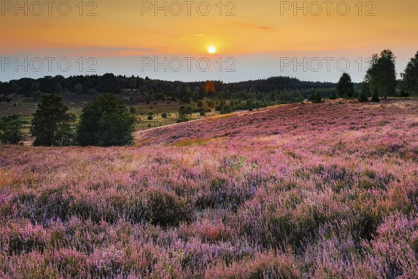 View from the Suhorn with a view of the Wümmeberg, Lüneburg Heath nature park Park at sunset, Lower Saxony, Germany